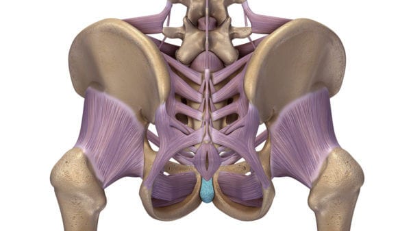 hip bone